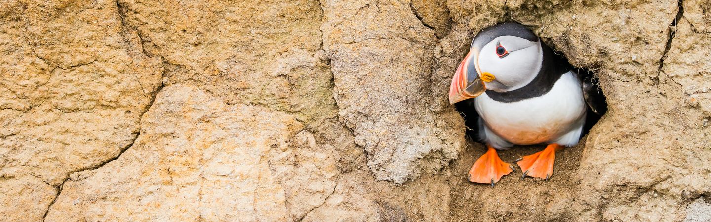 An Atlantic puffin sitting inside its cliff-face burrow looking to the left