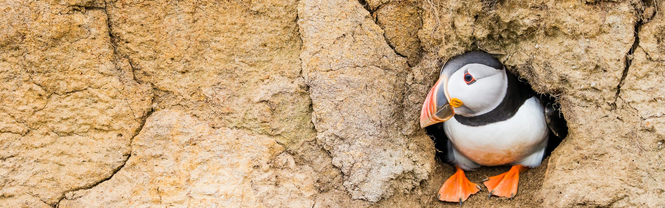 An Atlantic puffin sitting inside its cliff-face burrow looking to the left