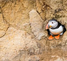 An Atlantic puffin sitting inside its cliff-face burrow looking to the left