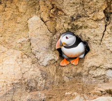 An Atlantic puffin sitting inside its cliff-face burrow looking to the left