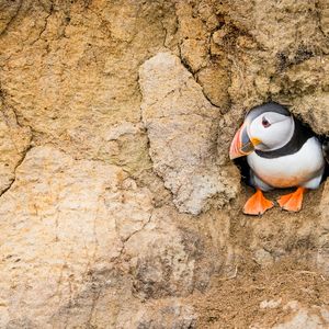 An Atlantic puffin sitting inside its cliff-face burrow looking to the left