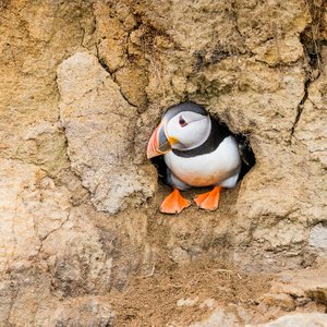 An Atlantic puffin sitting inside its cliff-face burrow looking to the left