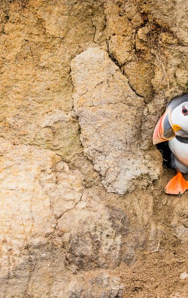 An Atlantic puffin sitting inside its cliff-face burrow looking to the left