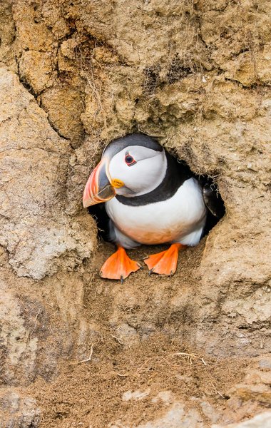 An Atlantic puffin sitting inside its cliff-face burrow looking to the left