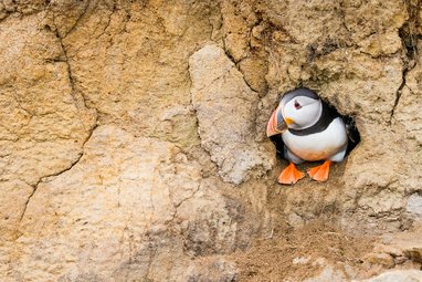 An Atlantic puffin sitting inside its cliff-face burrow looking to the left