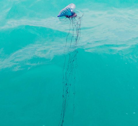 Portuguese man o' war