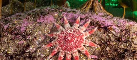 Common sunstar