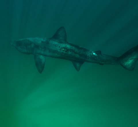 A basking shark shown lengthways in deep grey water in the Isle of Coll, Scotland. Its mottled grey body looks highly patterned underneath the slightly ethereal shafts of light.