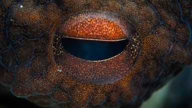 A close up of an octopus eye