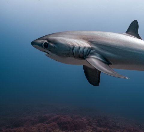 A sleek grey thresher shark swims side-on to the camera. Its characteristic big black eye is 'side-eyeing' the camera, giving the shark a look of constant surprise. Its long whip-like tail can be seen clearly.