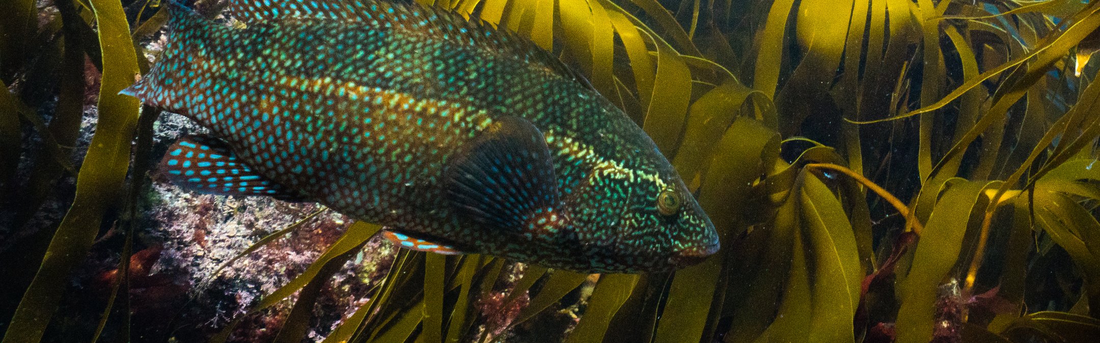 Ballan wrasse