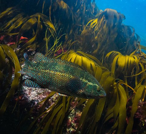 A ballan wrasse swims surrounded by sea kelp in Cornwall. The light is shining on it beautifully, showing iridescent scales that appear green and blue on its otherwise dark body.