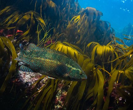 A ballan wrasse swims surrounded by sea kelp in Cornwall. The light is shining on it beautifully, showing iridescent scales that appear green and blue on its otherwise dark body.