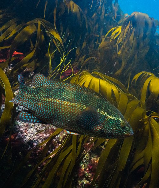 Ballan wrasse