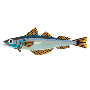 Blue whiting