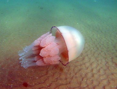 A barrel jellyfish