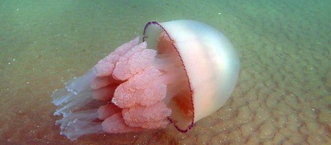 A barrel jellyfish