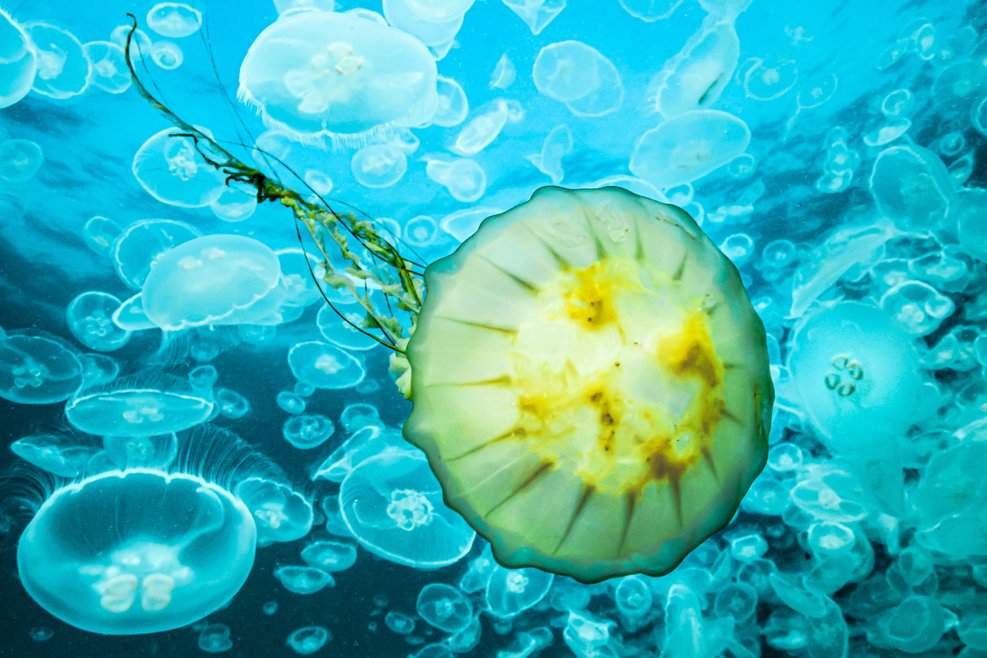 A yellow lion’s mane jellyfish passing through a moon jellyfish bloom