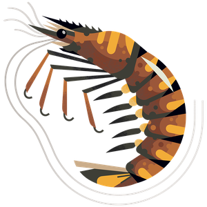 Tiger prawn