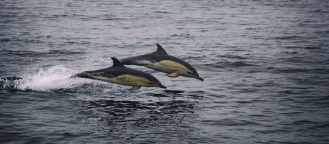 2 short-beaked common dolphins jumping out of the water