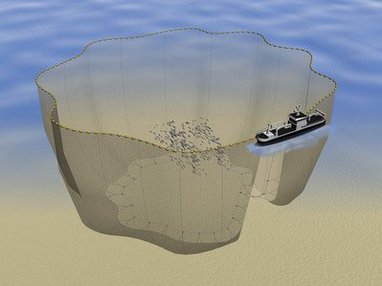 A fishing boat is circling a school of fish with a net, tightening it at the bottom so the fish can’t swim out