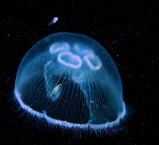 Moon jellyfish