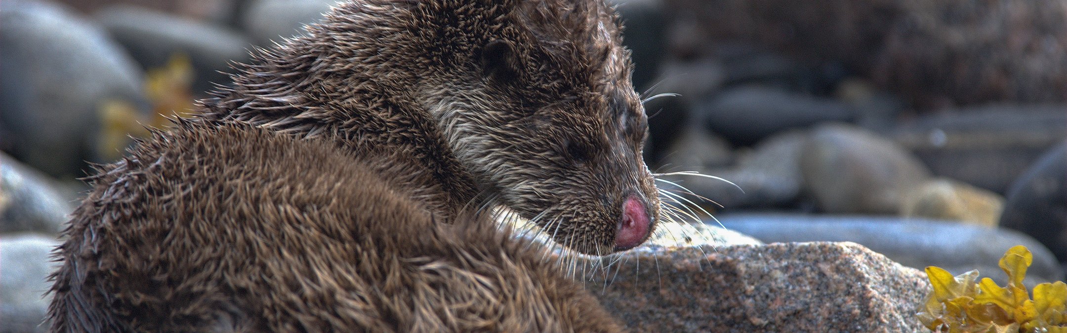 Eurasian otter