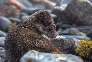 A brown Eurasian otter sits amidst rocks and seaweed with its fur slightly wet and spiky. It is turning back towards the camera with its eye closed and its pink nose is clearly seen.