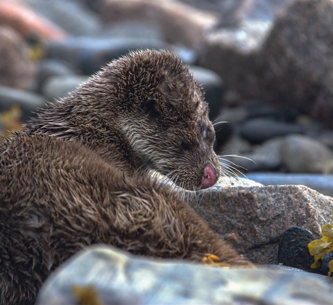 A brown Eurasian otter sits amidst rocks and seaweed with its fur slightly wet and spiky. It is turning back towards the camera with its eye closed and its pink nose is clearly seen.