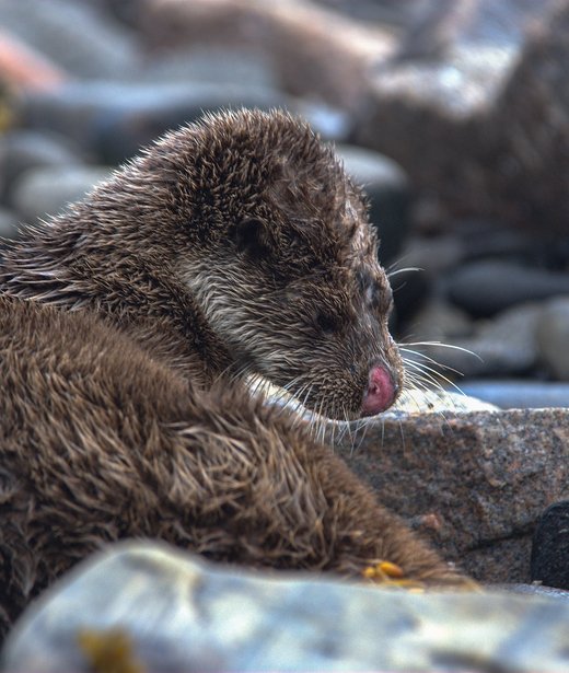 Eurasian otter