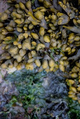 Spiral Wrack (Fucus spiralis), a type of brown seaweed commonly found on rocky shores in the UK.