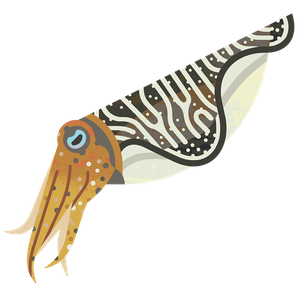 Common cuttlefish
