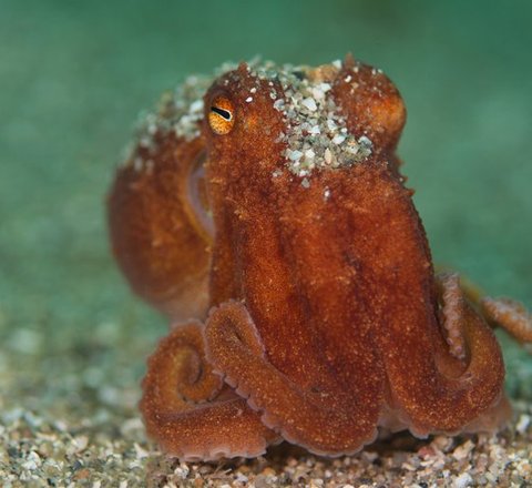 Lesser (curled) octopus