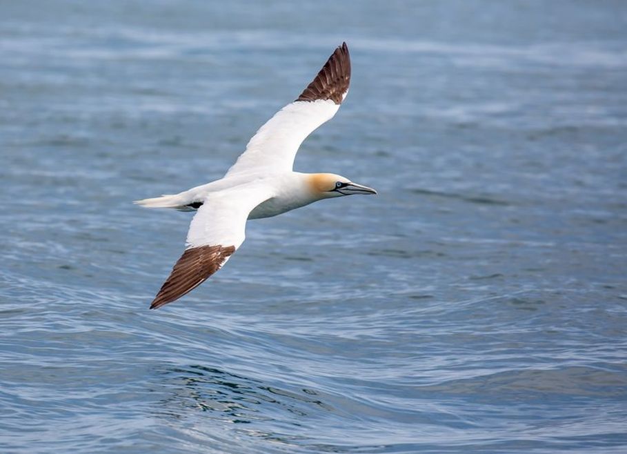 A white bird with blackish brown tipped wings flying over some waves. Its wings are spread out and its neck is slightly yellow.