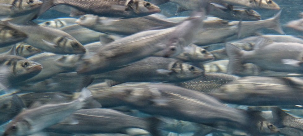 A tight shoal shows small silvery herring swimming. They are around 40cm long.