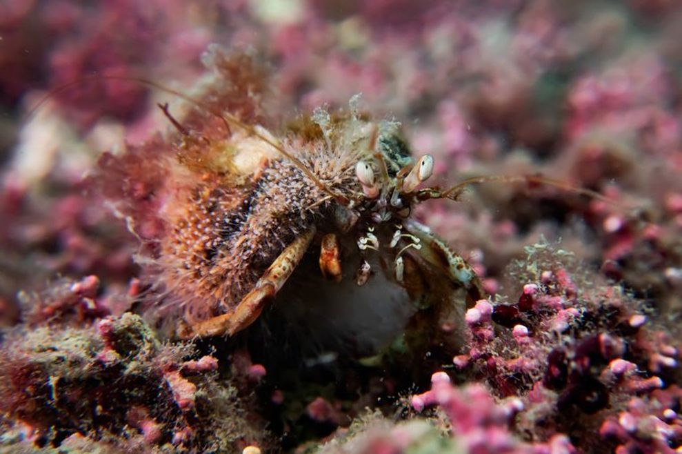 A close-up of a hermit crab. It has a hairy, speckled appearance and prominent eyes on stalks. Its large right claw is visible at the front. The background consists of pink, red, and brown maerl coral agae.