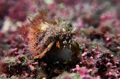 A close-up of a hermit crab. It has a hairy, speckled appearance and prominent eyes on stalks. Its large right claw is visible at the front. The background consists of pink, red, and brown maerl coral agae.