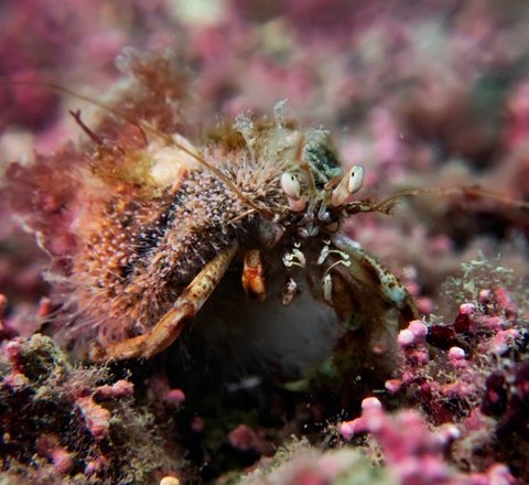 A close-up of a hermit crab. It has a hairy, speckled appearance and prominent eyes on stalks. Its large right claw is visible at the front. The background consists of pink, red, and brown maerl coral agae.