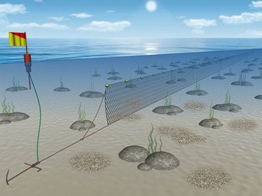 A long line floats just below sea level, with lots of nets hanging off the line