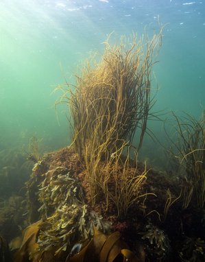 A portrait photograph that has captured a number of different species of seaweed attached to a rock under the water. The sun's rays are shining through the water's surface