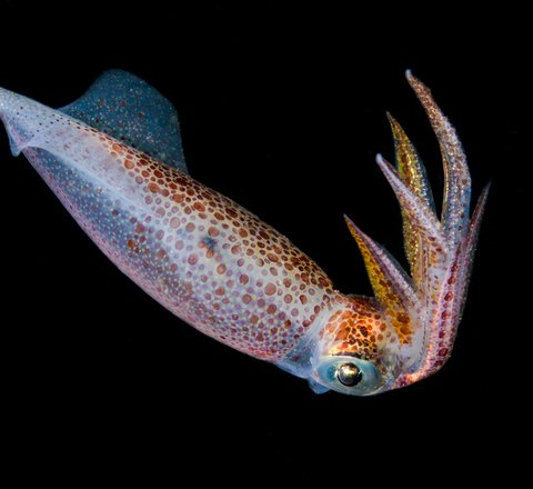 An ethereal looking squid against a black background can be seen pointing downwards with tentacles raised above it. It has beautiful bronze spots on an almost translucent body and its large eye can be seen.