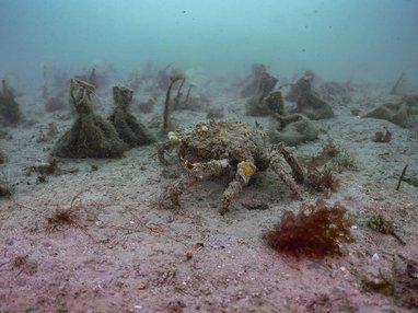 The water is dark green. The seabed floor is white, and on the seabed floor are lots of bags of seagrass