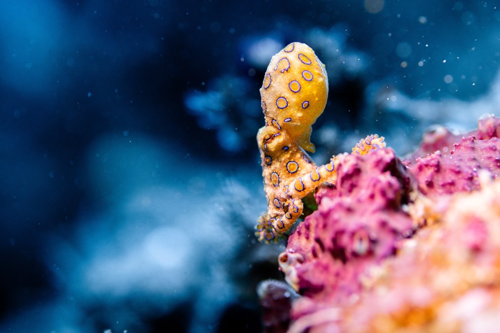 A brighly coloured yellow octopus with blue rings on pink coral.