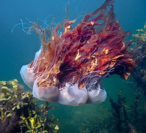 Lion's mane jellyfish