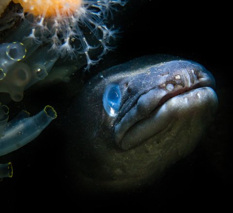 Conger (European) eel