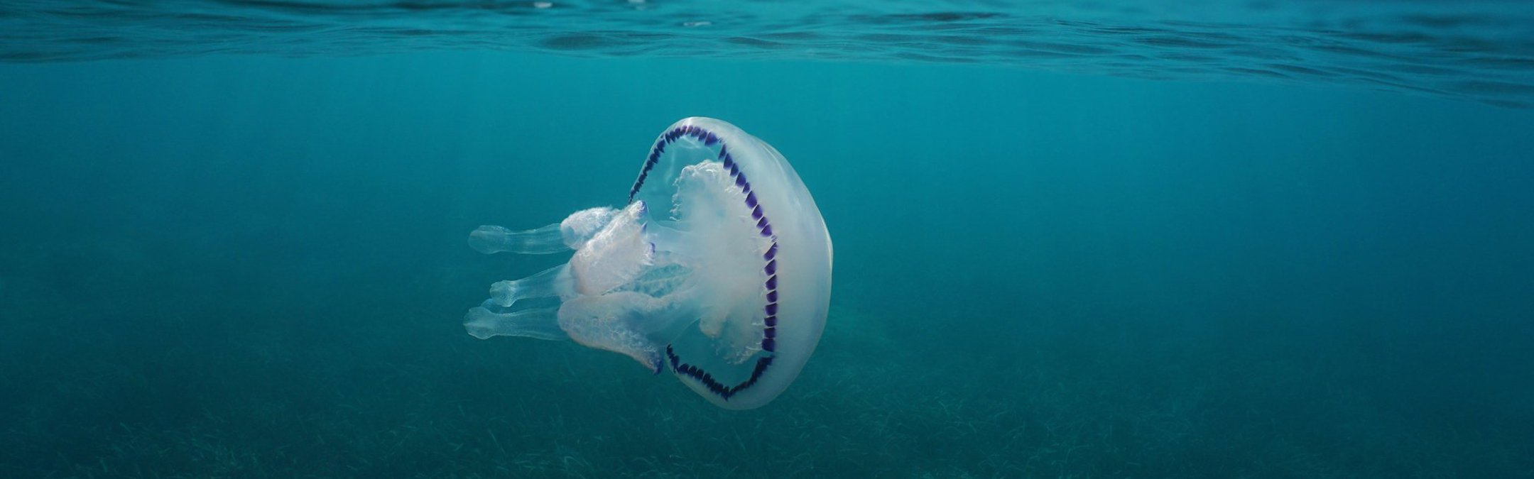 A compass jellyfish swimming near the ocean surface