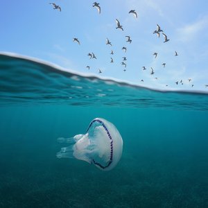 A compass jellyfish swimming near the ocean surface