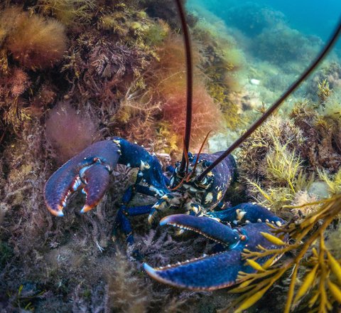 A common lobster photographed in the Isle of Wight. It is blue/black in colour with paler orange/cream colouring around its claws and body. It's large claws are facing the camera 'face-on' and it's long antennae can be seen in the foreground.