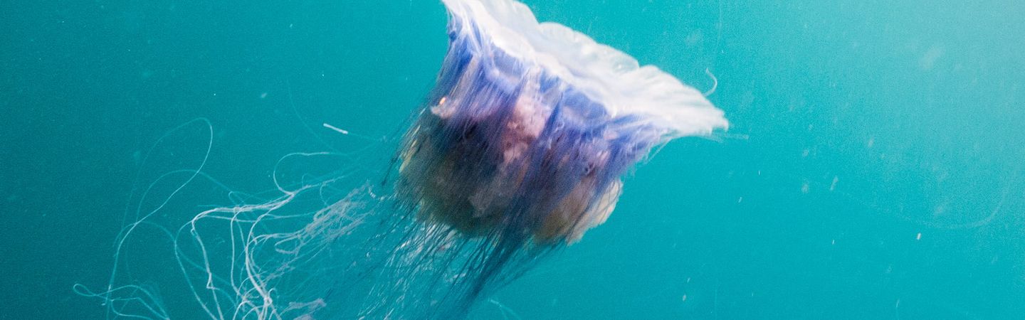 A blue jellyfish swimming in clear azure blue waters in Scotland. It appears ethereal with long thread-like tendrils coming from it's white bell-shaped body. It appears to be swimming towards the surface with its bell concave towards the surface.