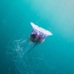 A blue jellyfish swimming in clear azure blue waters in Scotland. It appears ethereal with long thread-like tendrils coming from it's white bell-shaped body. It appears to be swimming towards the surface with its bell concave towards the surface.